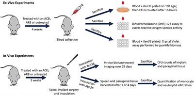 Inhibition of Angiotensin Converting Enzyme Impairs Anti-staphylococcal Immune Function in a Preclinical Model of Implant Infection